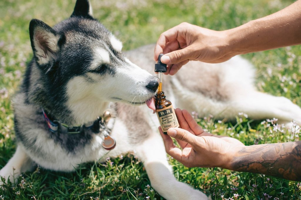 best dog treats
