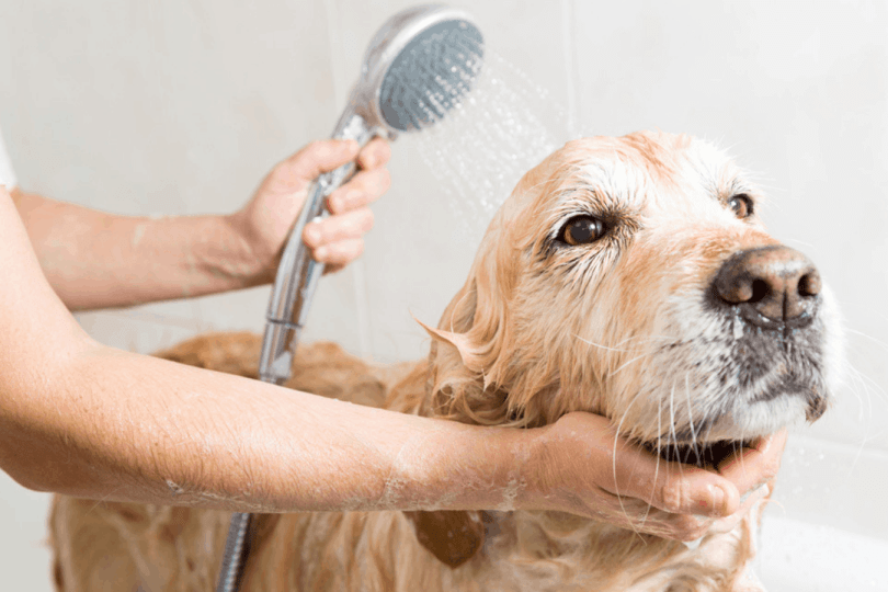 dog shampoo
