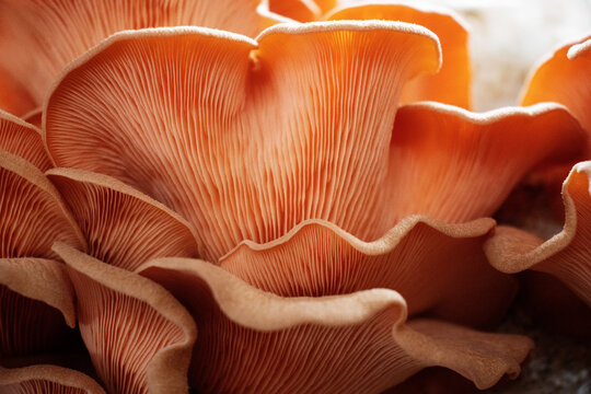 Orange Mushrooms