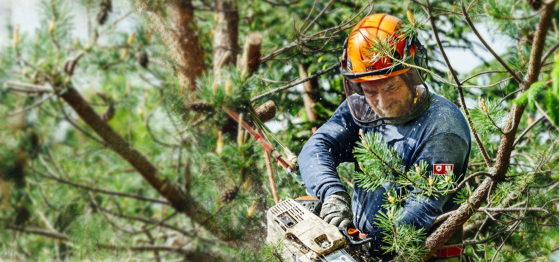 Tree Removal Services 